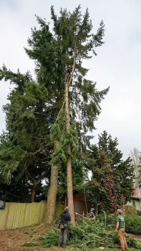 PNW Arbor Care tree service action 2